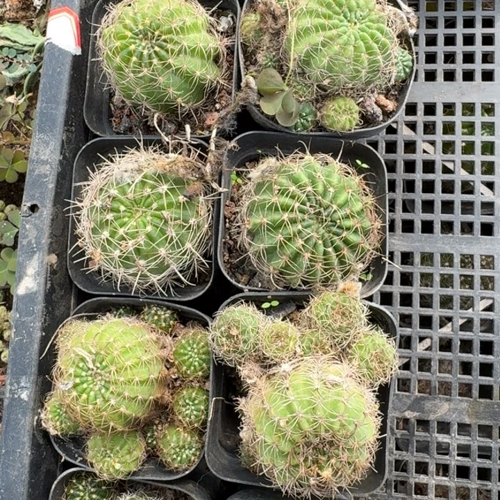 303丽花根带盆土发货斑伤，20包邮
