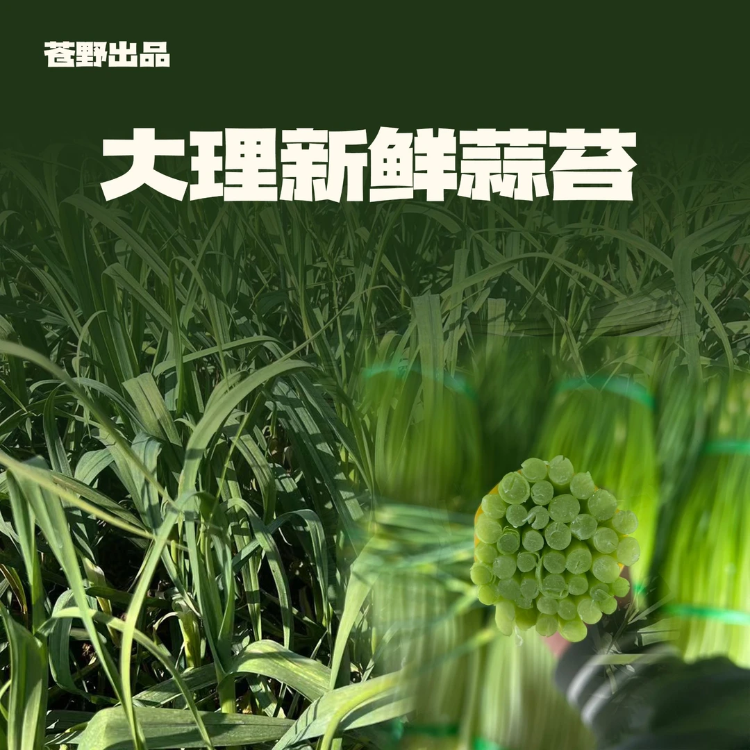 云南新鲜白帽蒜苔 现采现发
