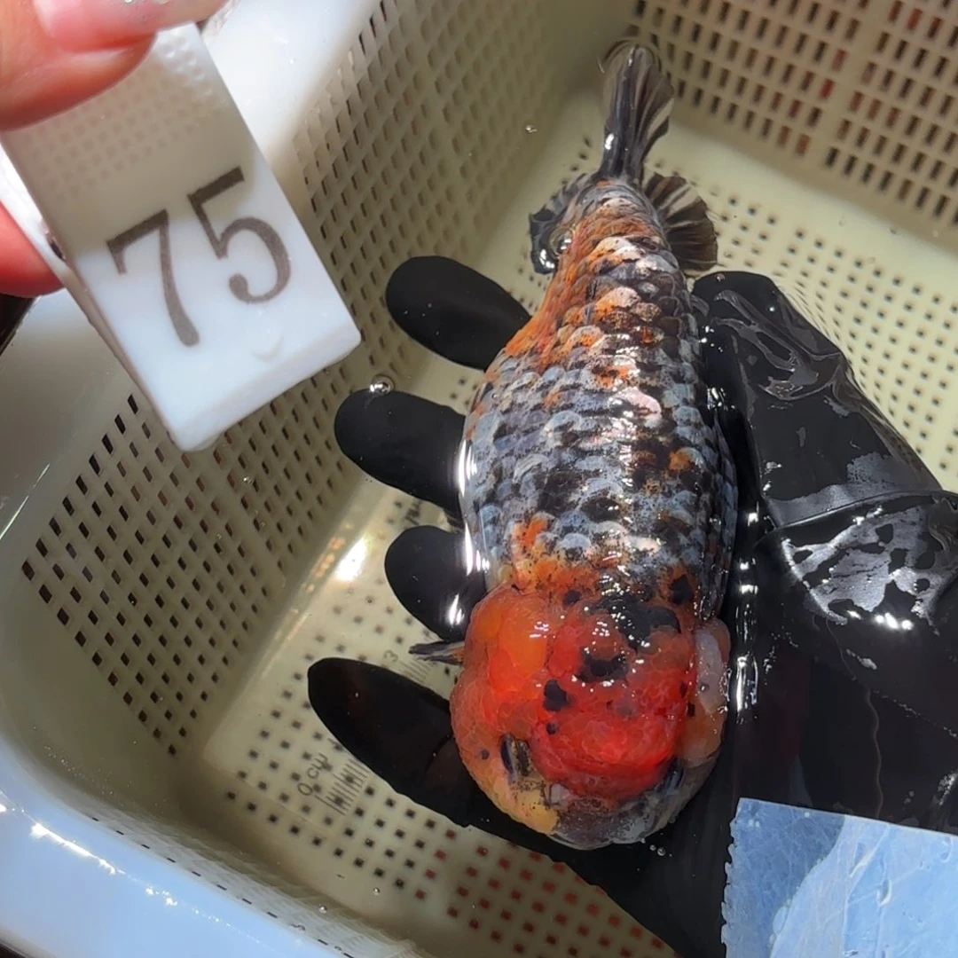 金鱼运费自理不包邮，拍包装包邮