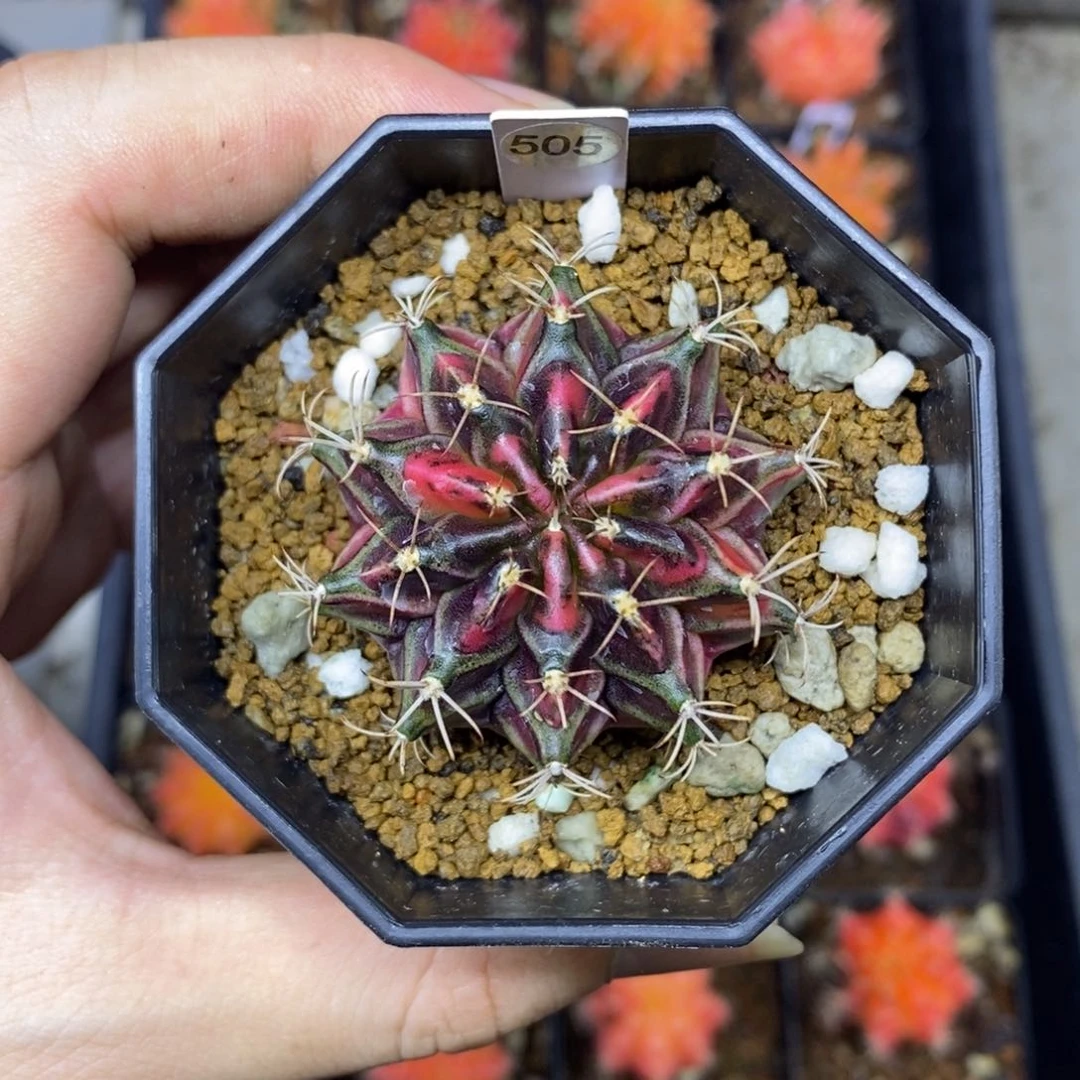 泰国进口精品米哈牡丹锦