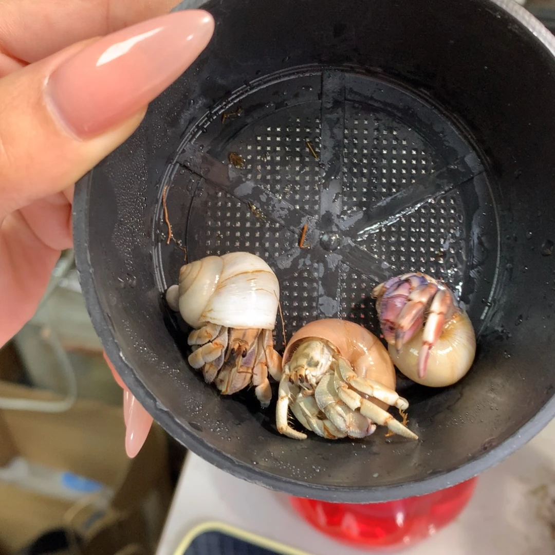 别***谁3只活体出售，不退不换