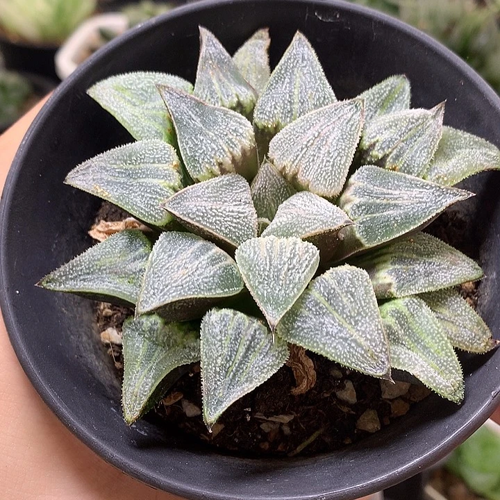 实生磨面寿带盆土发货
