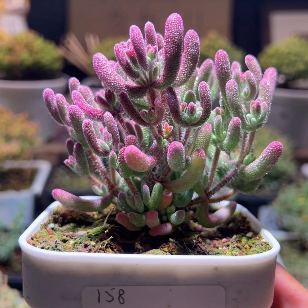 150紫闪光一物一拍包开箱