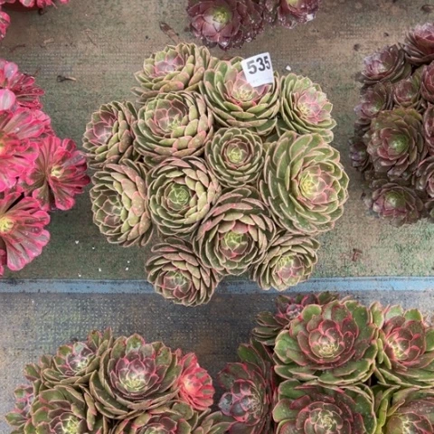 等***g535粉花妖朵朵多肉，