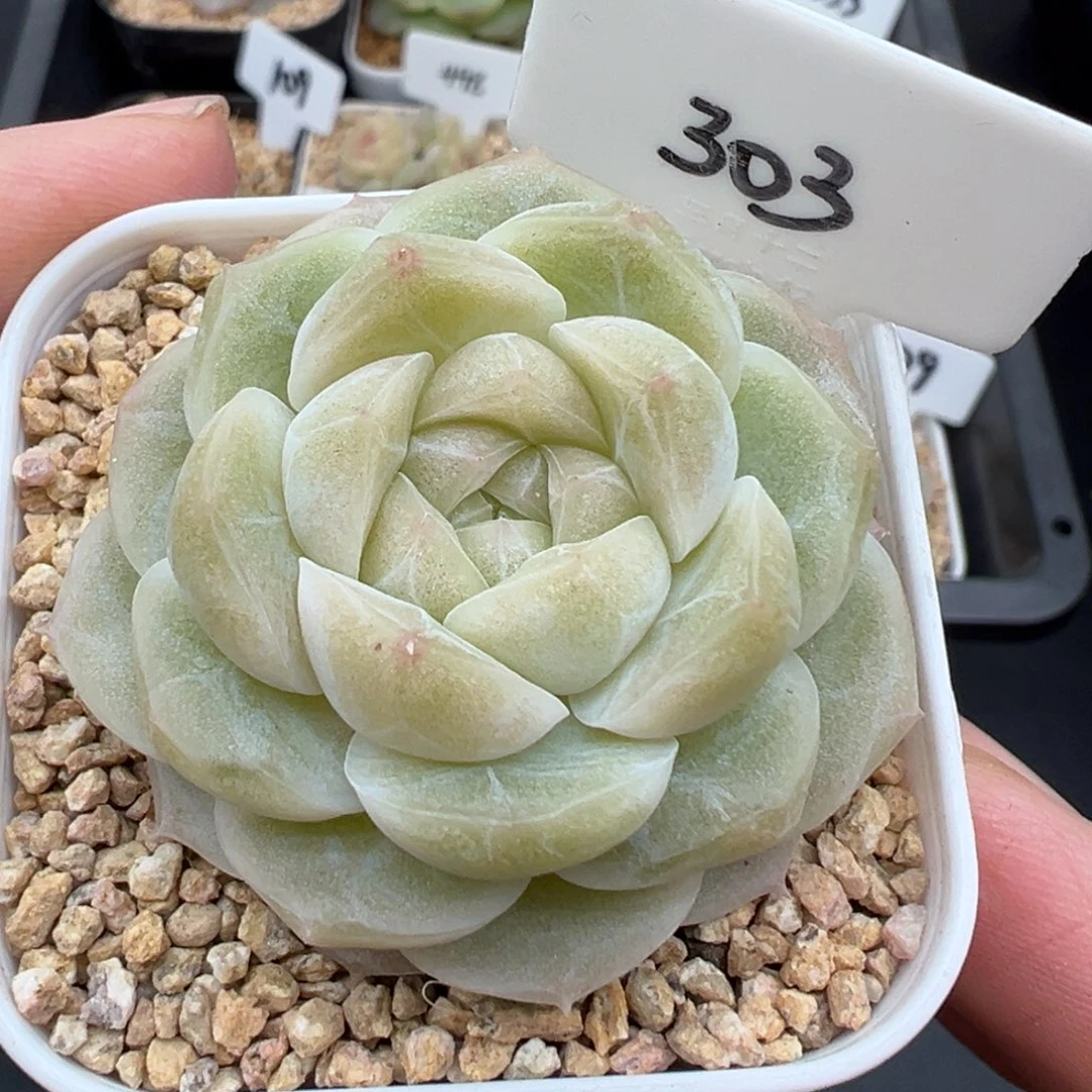 303号新品 晗雨多肉