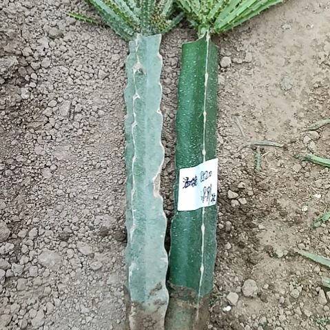 一棵糖果一棵大红色xb