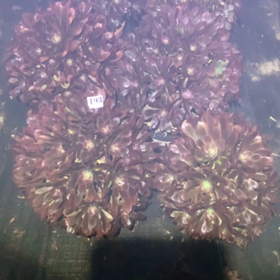 朵*多肉植物组合六颗193