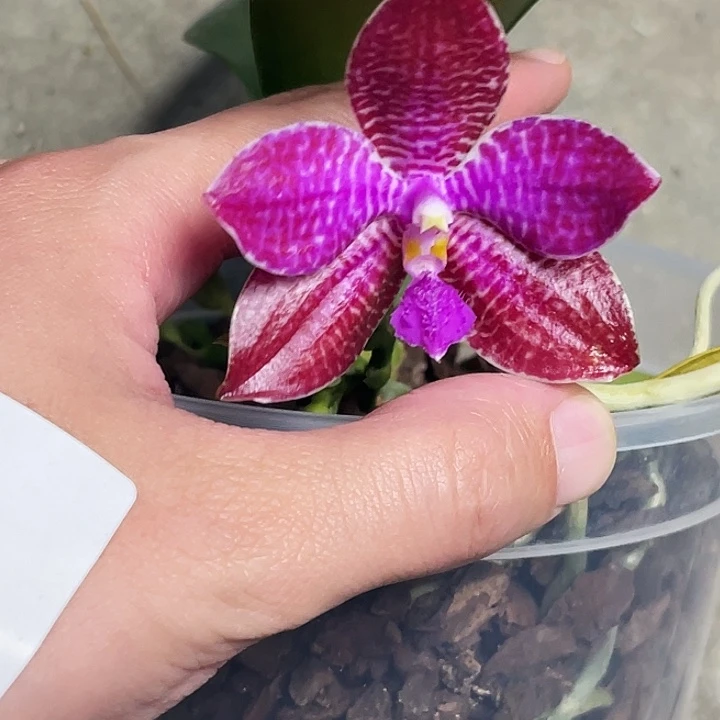 全部花苞红路德兄弟交瑕疵福利