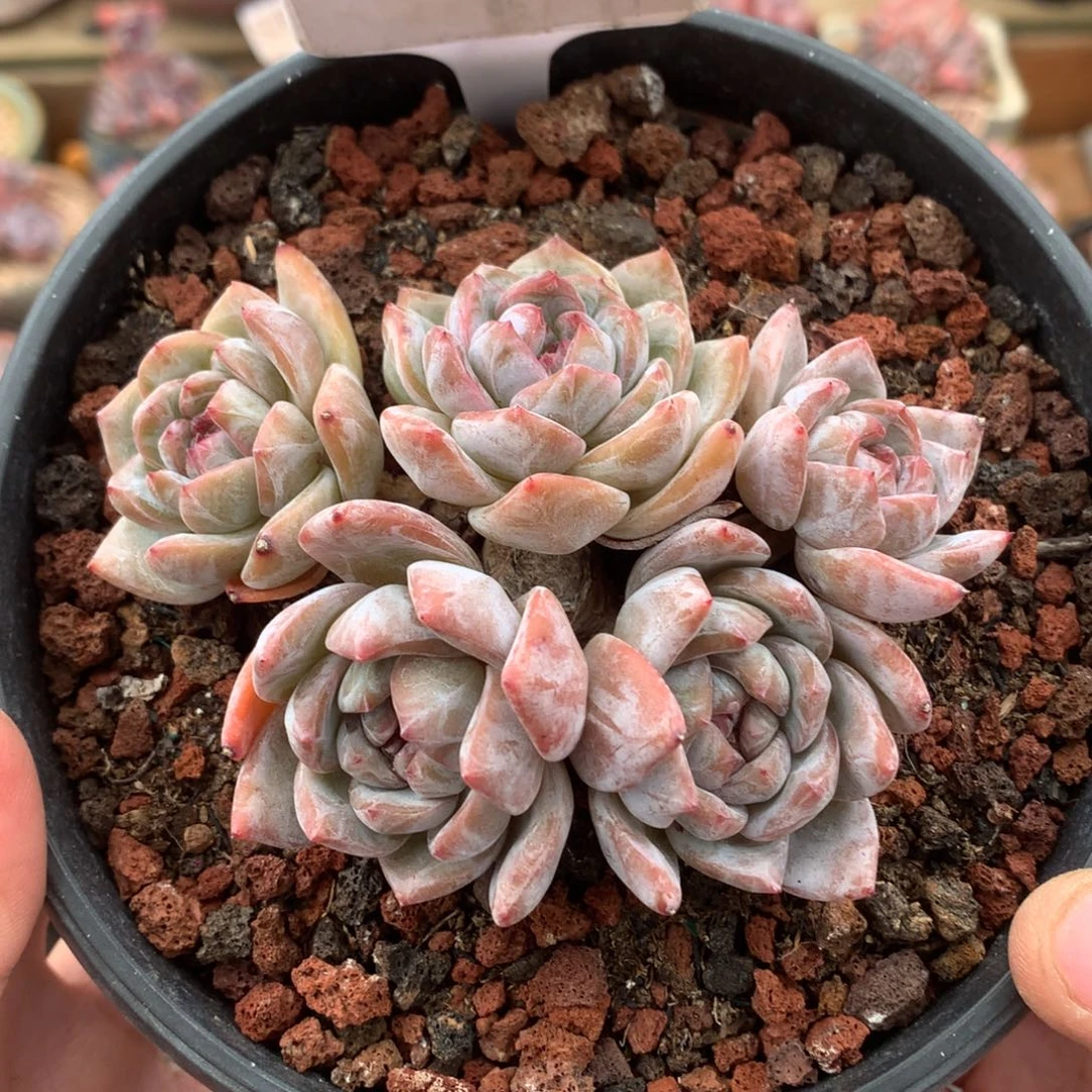 S3907 星影飘枝 有砍 9cm