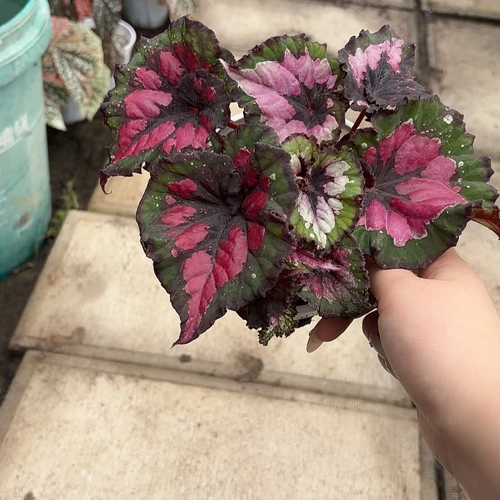 完全开放彩蜗牛秋海棠