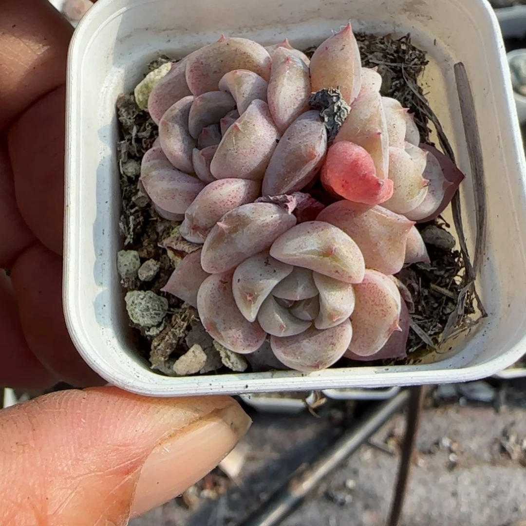 小卡拉米糖心一物一拍