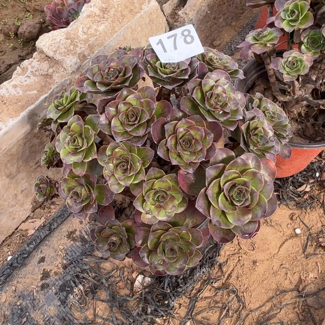 微瑕魅金玫瑰175不包断枝