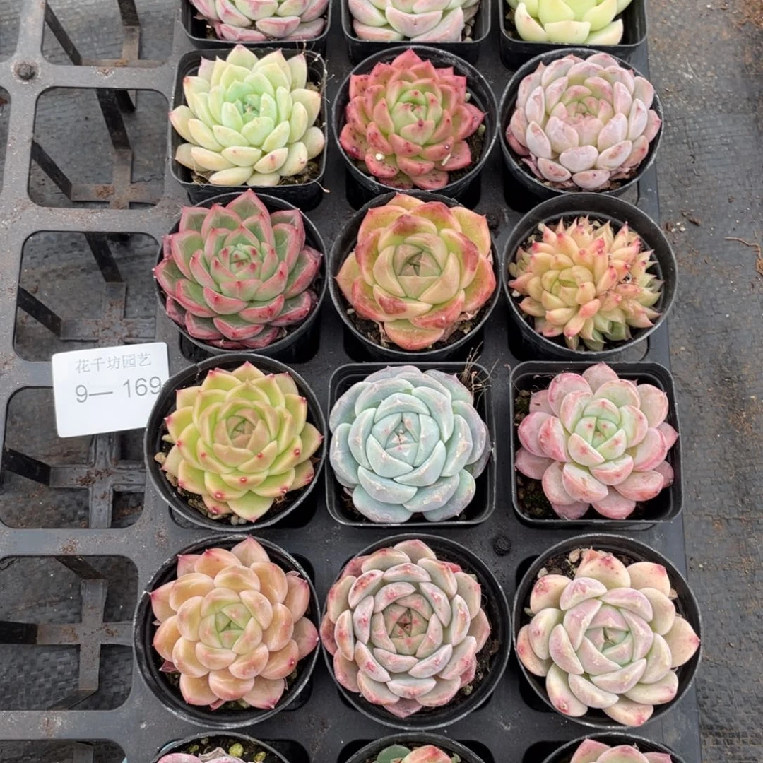 一物一拍18棵9-169