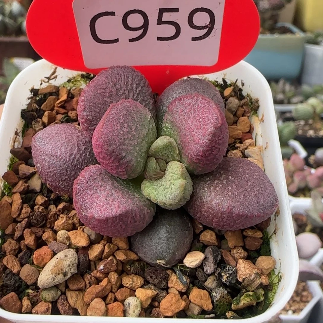 亚当。    959。