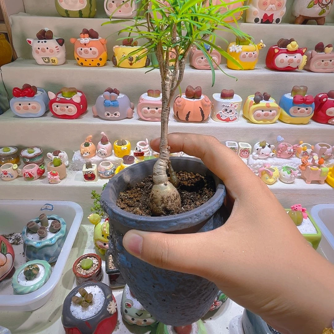龚*每每每专属柳叶麒麟