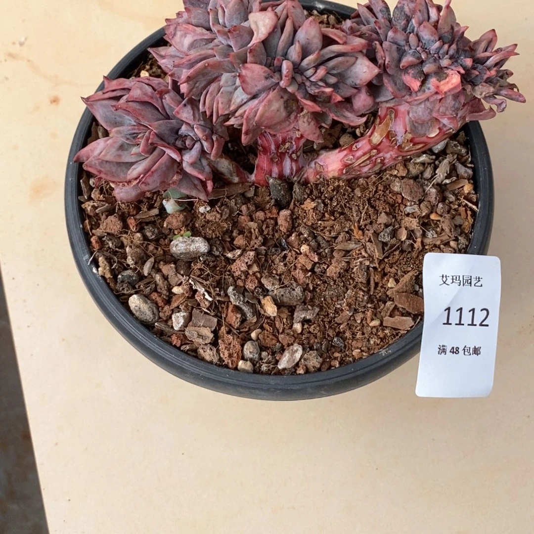 星****?香槟缀化多肉多肉1112