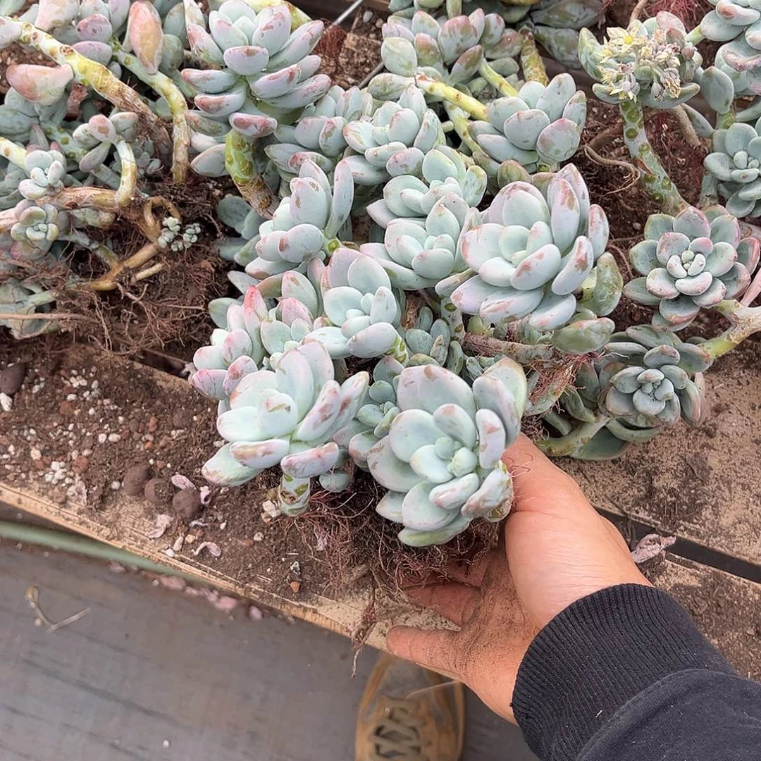 洛神9.99多肉植物精品