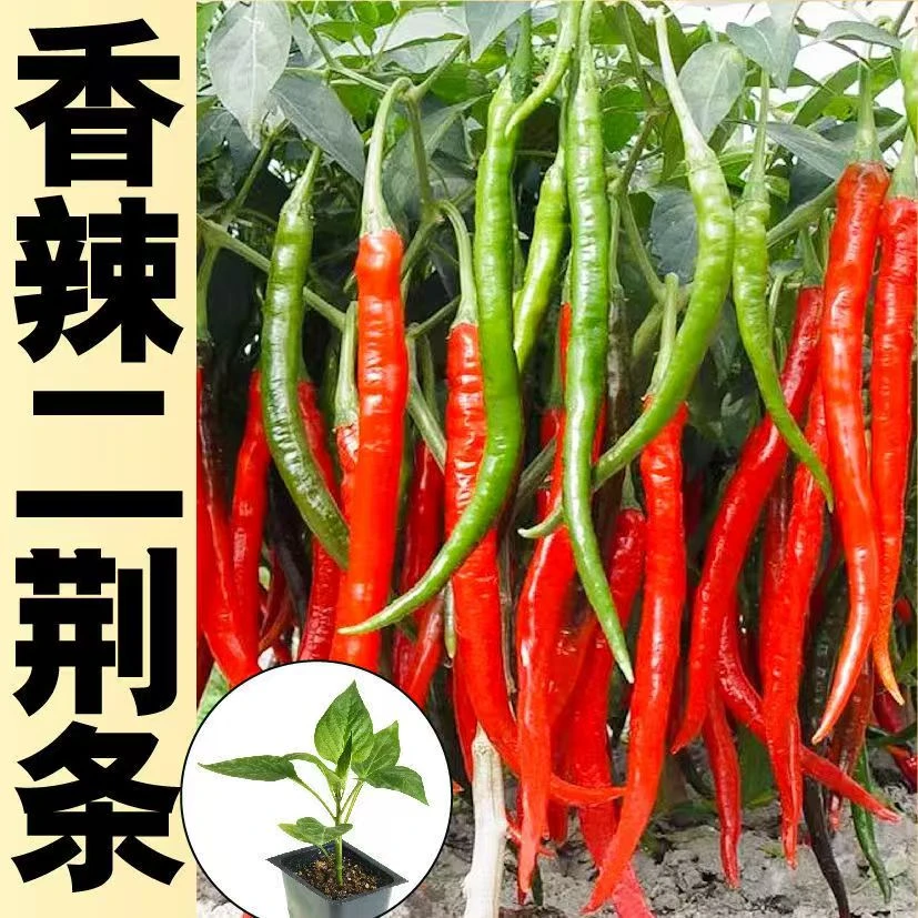 二荆条椒苗带土辣椒苗蔬菜苗四川二荆条椒苗
