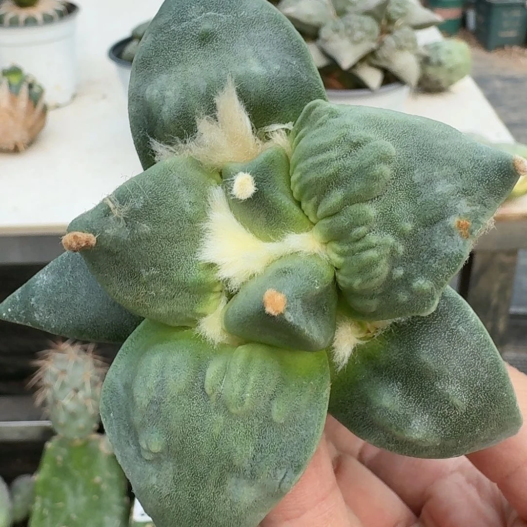【闪购商品】无花朵云**轻怒涛378