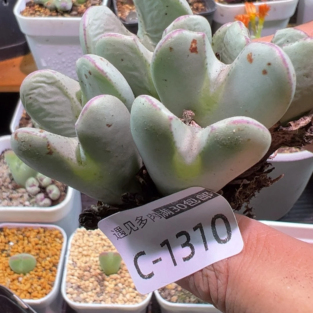 多肉植物1111111111111