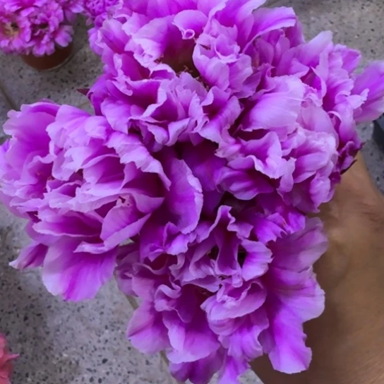 347彩草烟花歪4公分左右无根侧牙，20包邮