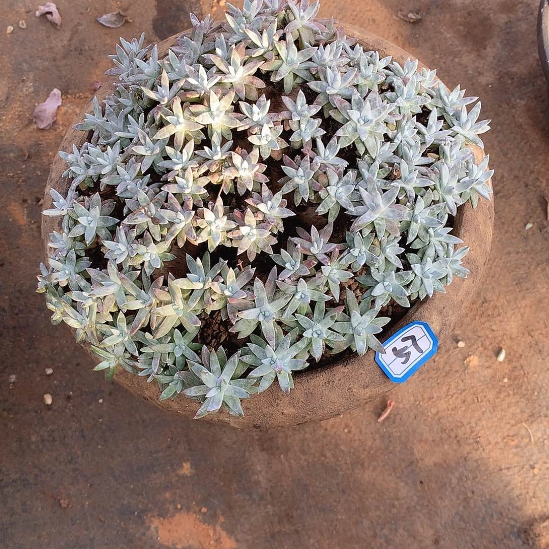 57百菊 一物一拍多肉