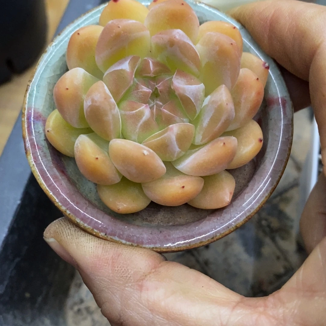 精品多肉一物一拍不包整11