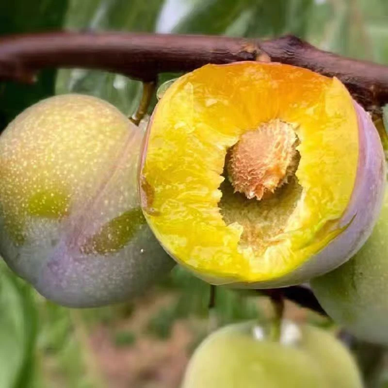 【蓝小甜】四川脆红李3斤（约50-75颗）/4.5斤（约80-110颗）