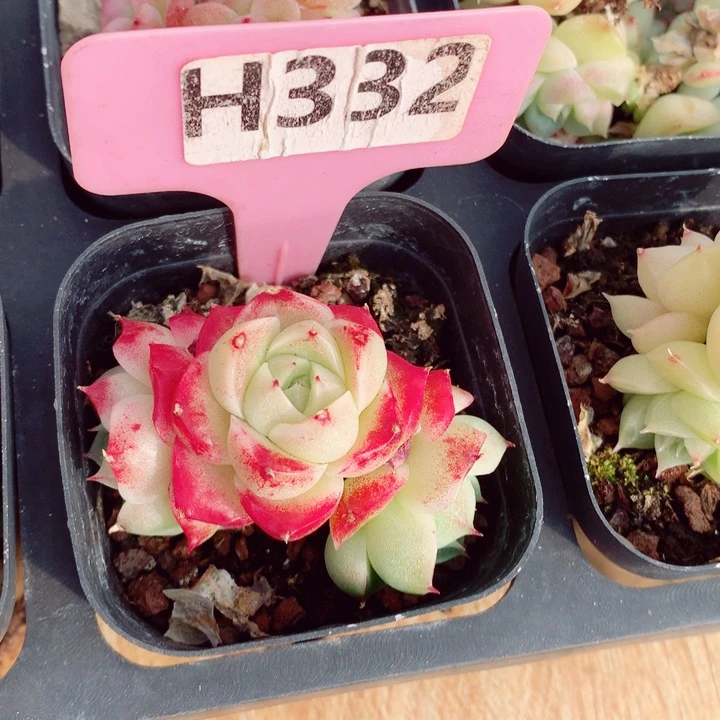 s****e麦秆5cm不包整群