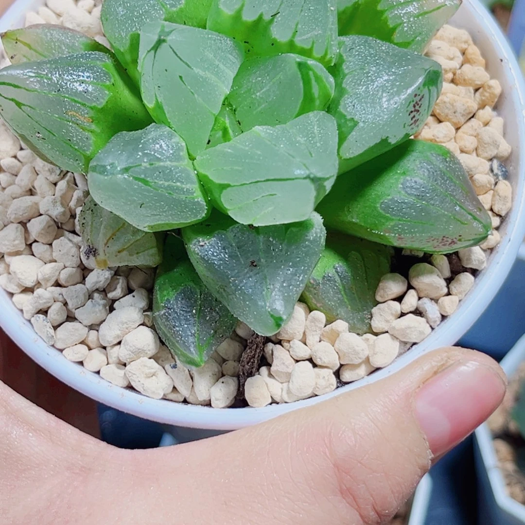 冰城寿多肉植物6666