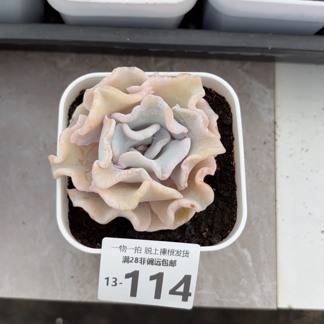 芭蕾舞者单头多肉多肉