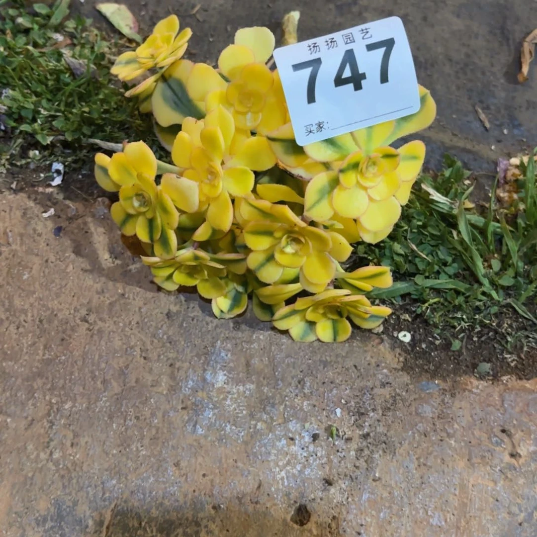 领*…12  747多肉法师