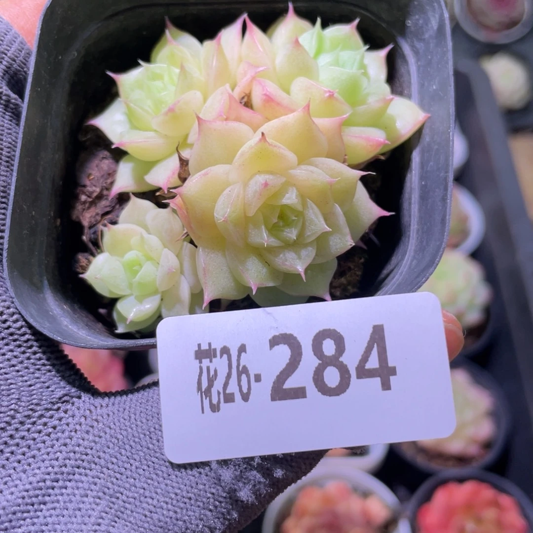 花利美26-284麦秆