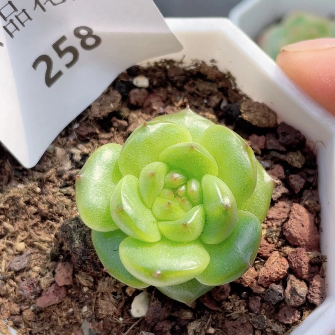 258号糖心冰心珍妮 福利