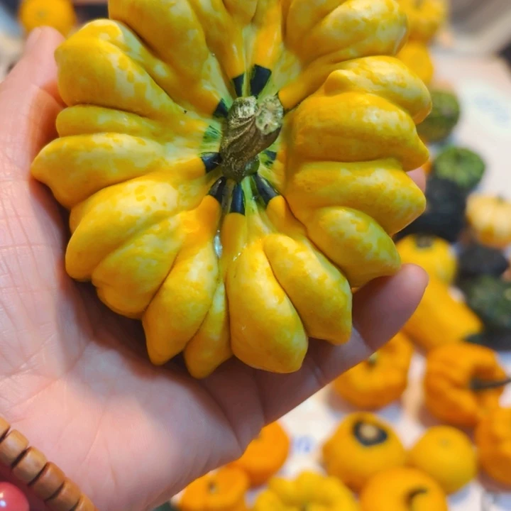 忆**乙墨西哥七彩葫芦青皮