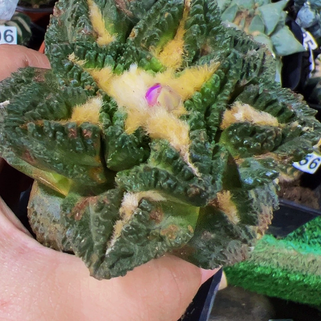 无花朵隔尤龟甲牡丹622