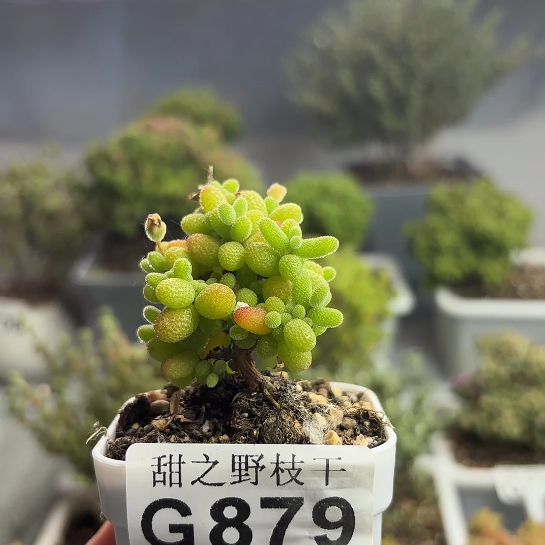 879金橘糖球枝干