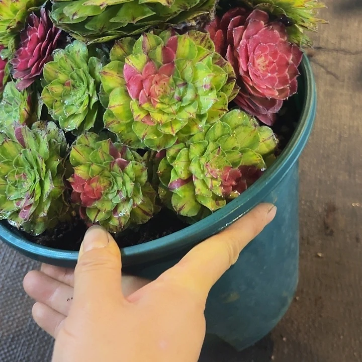 多肉植物福利246个