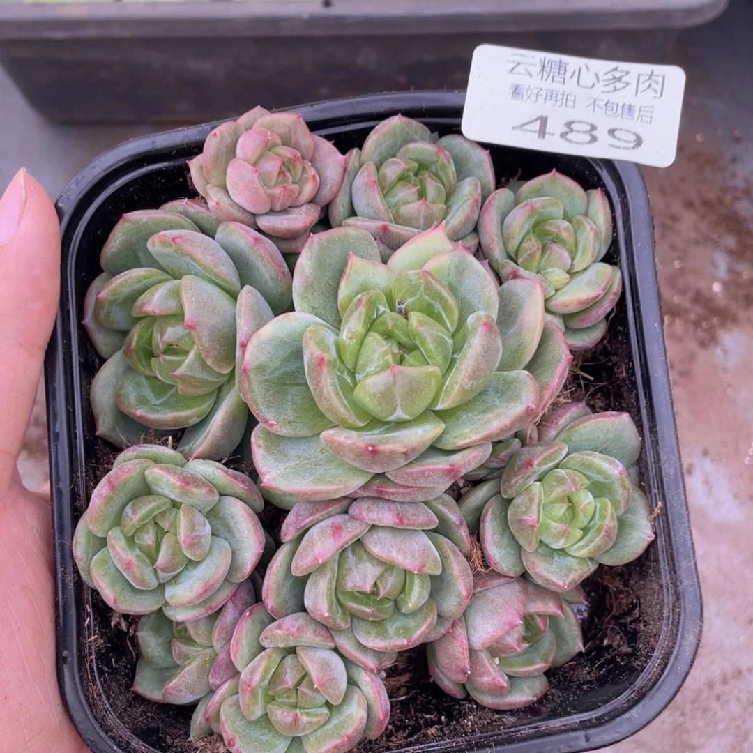 云糖心多肉植物489