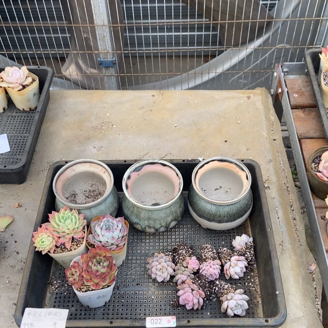 022号盆3个花10个 平凡人中通