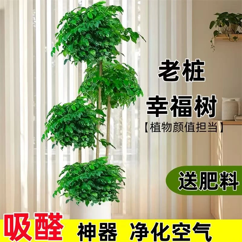 造型四层幸福树客厅大盆栽室内好养花卉植物绿植吸甲醛四季常青