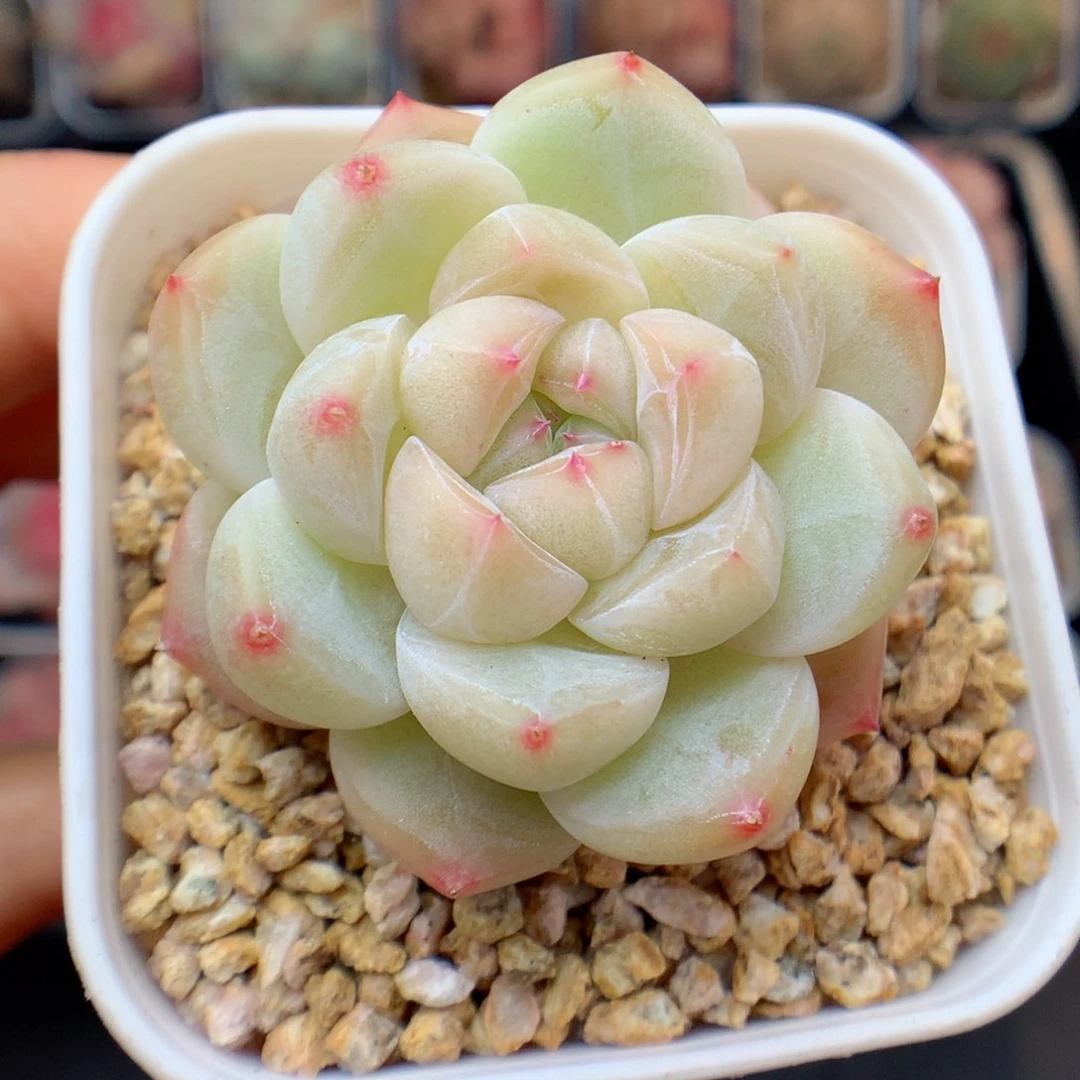 多肉植物。  糖心4