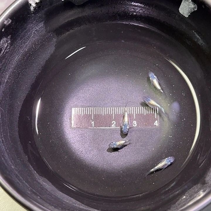 淡水1-4公母搭配米粒大小海王星178