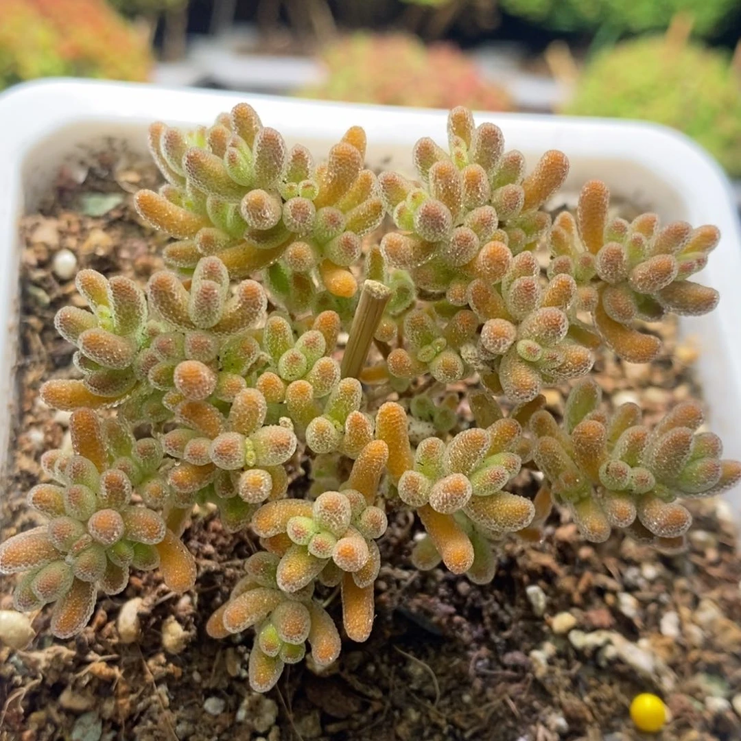 儿**冰晶杂补售后A495