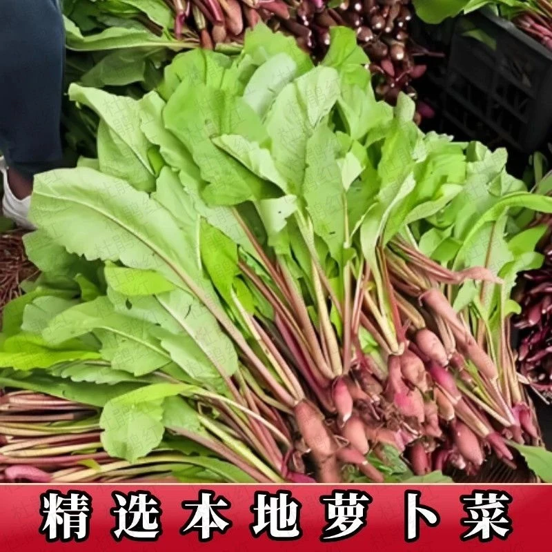 湖北本地新鲜农家萝卜菜叶子时令蔬菜