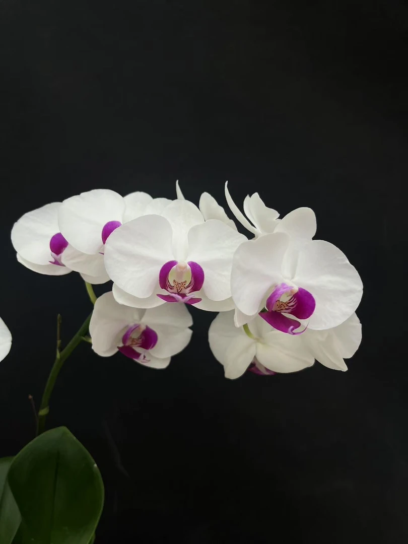 森境【雪玉】蝴蝶兰