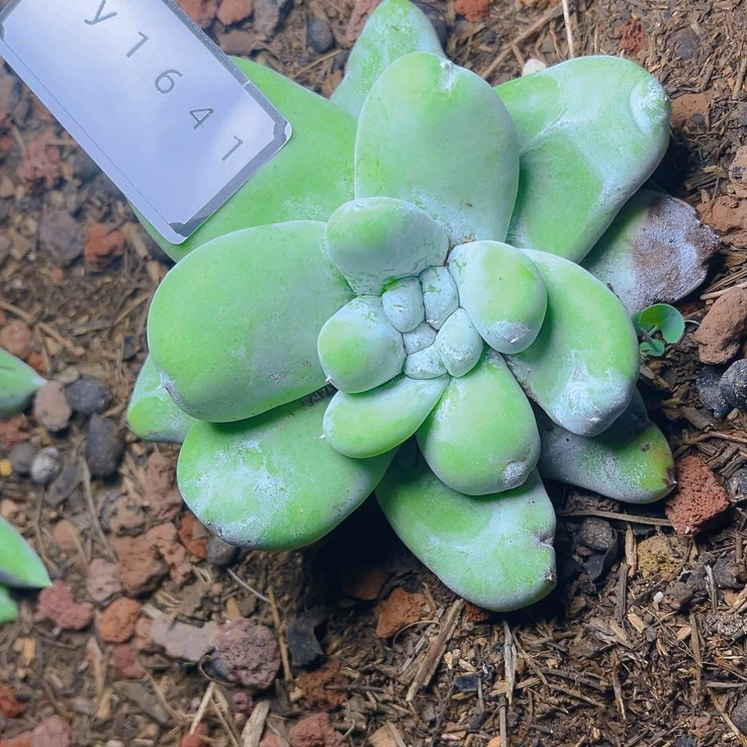 特价花朵脸拇指1641