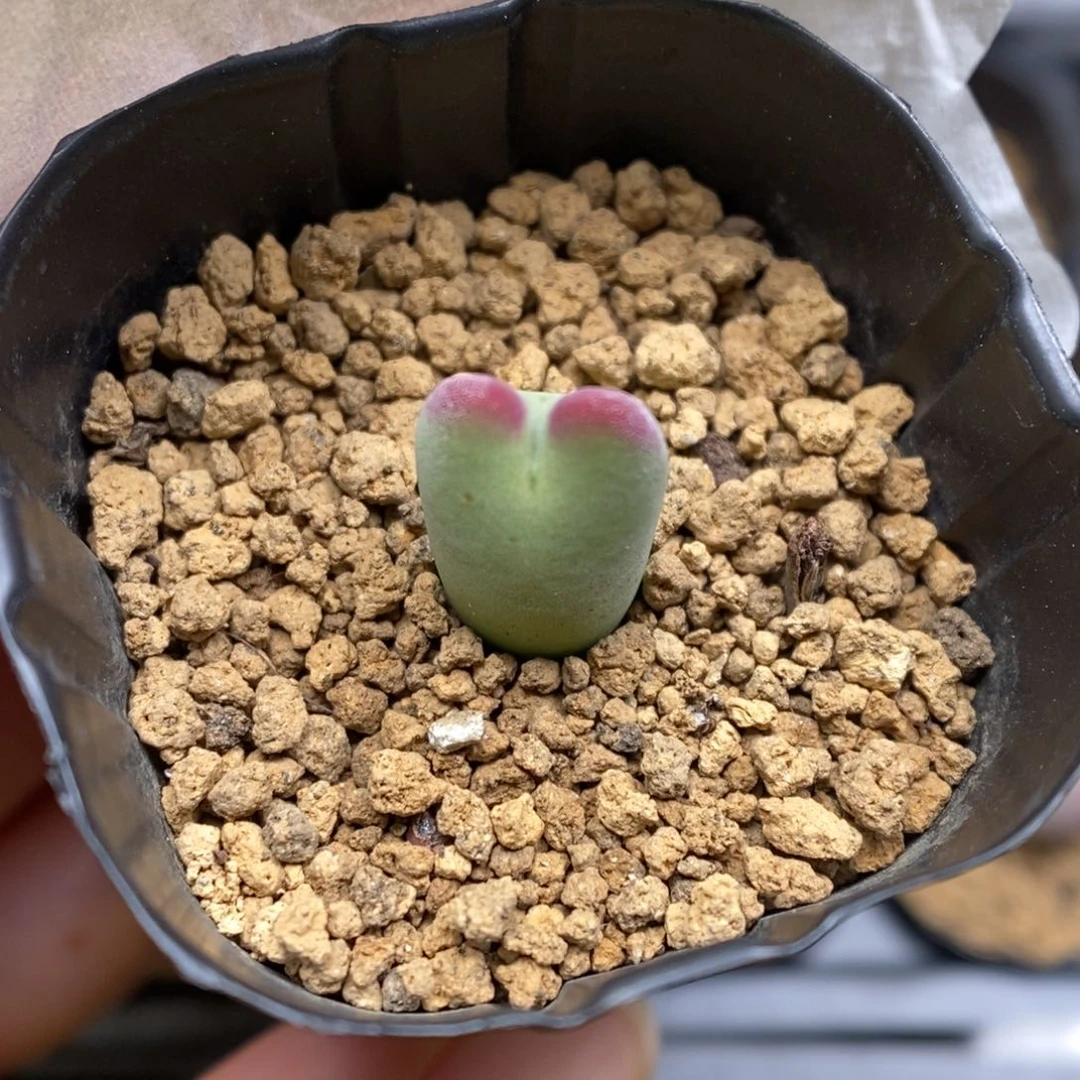 多肉植物肉锥杂交K-5742 毛将杂 兔耳