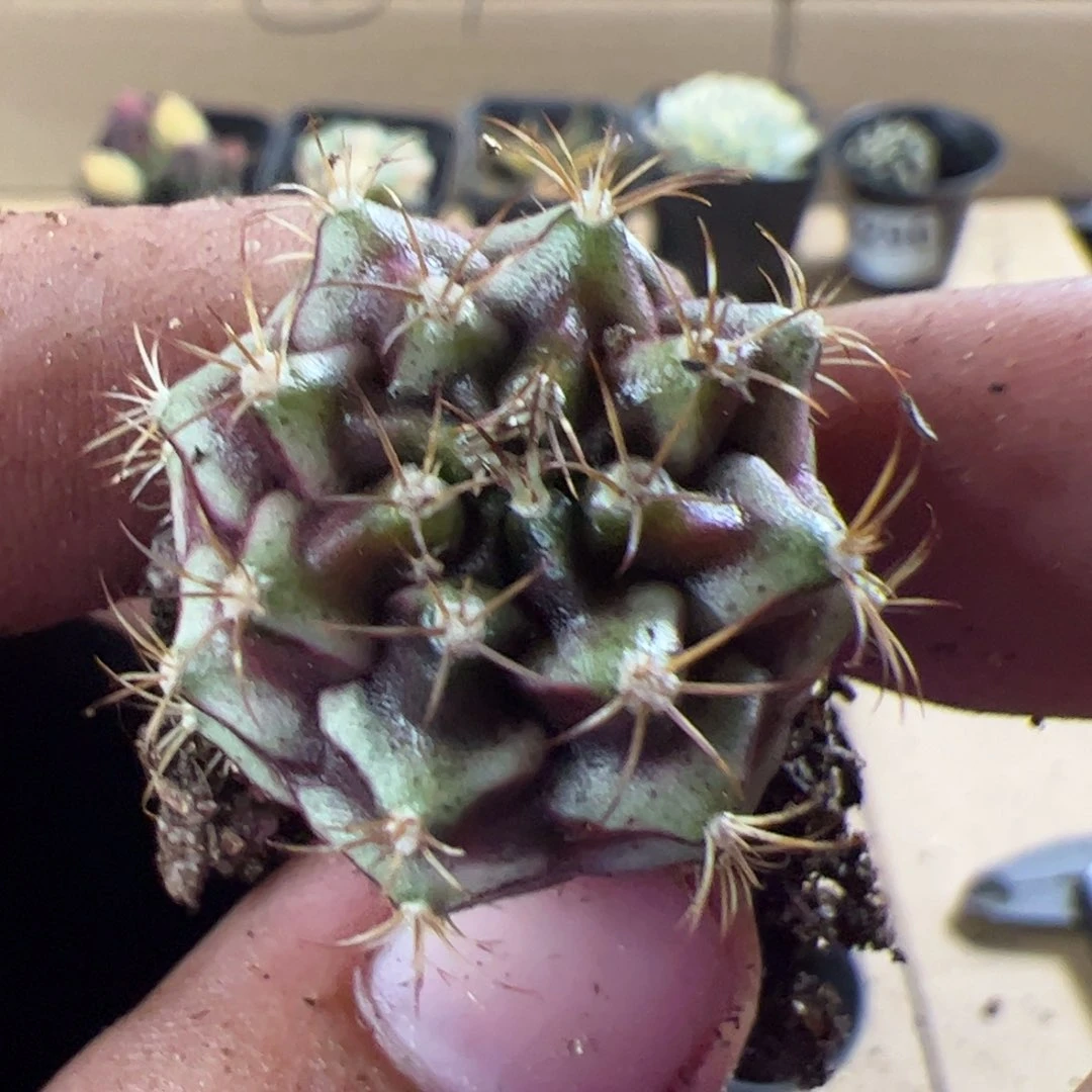当前无花栽培后可以开花362