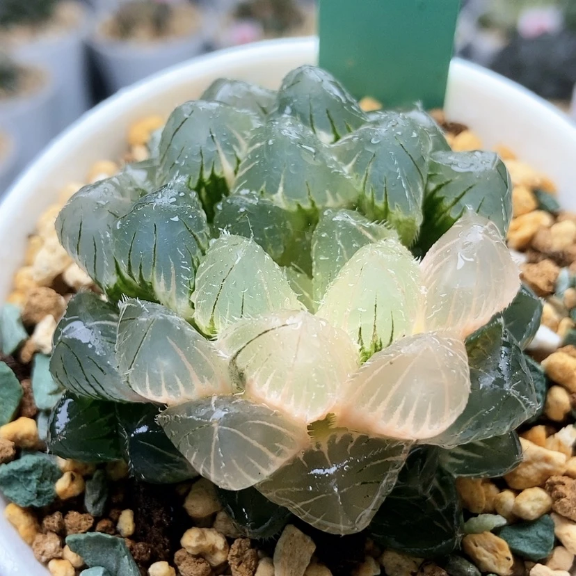 【闪购商品】终**前蓝镜锦193